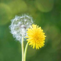 230612-dandelion-friend-or-foe-cavalieri-denoised-5