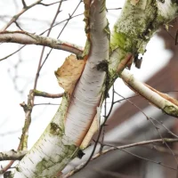 Paper Birch (Betula papyrifera) Img 1