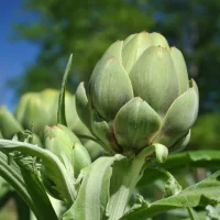 artichoke_green_globe_improved_1